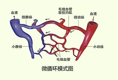 蚓激酶最新新闻与研发进展